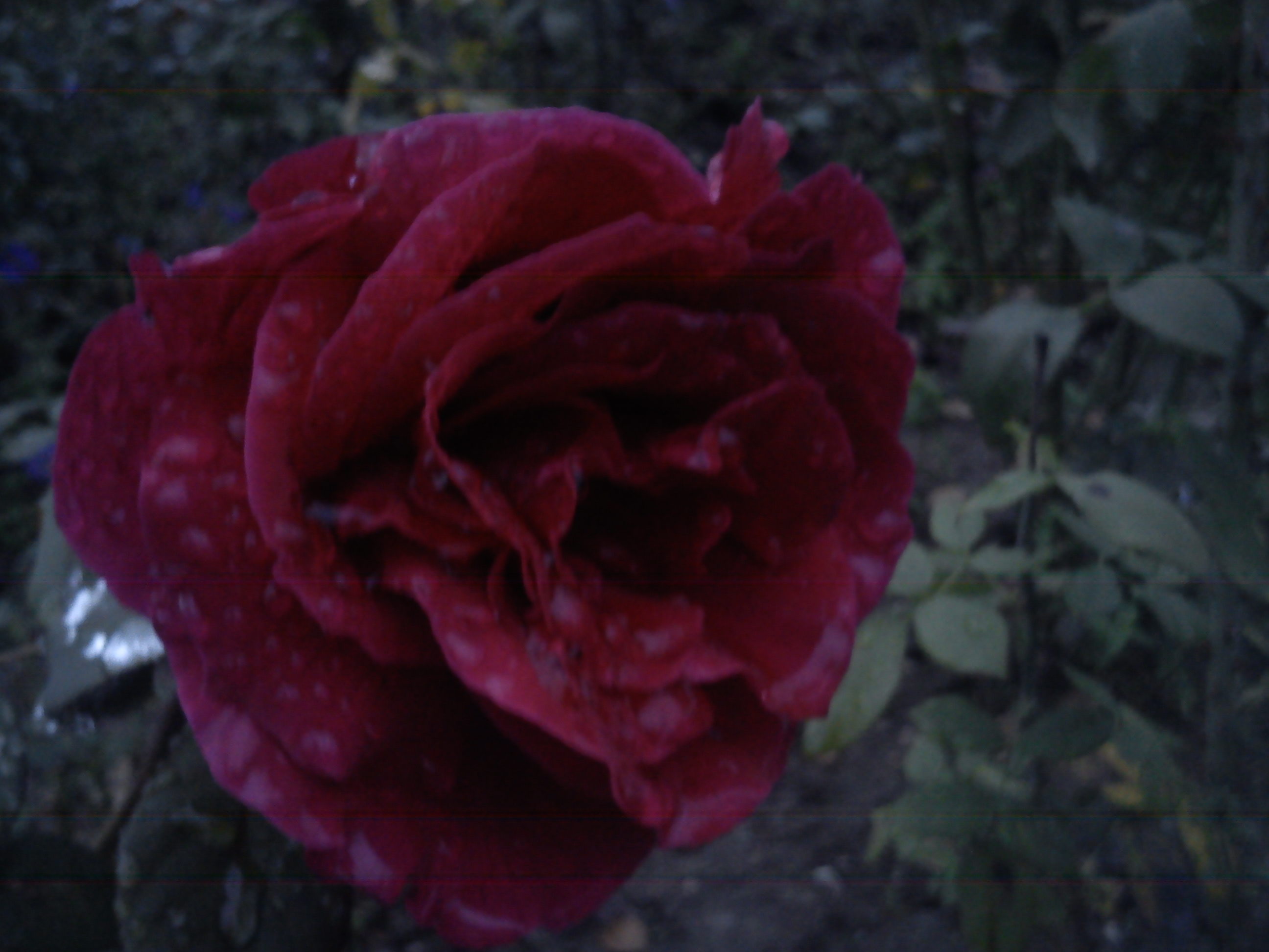 red rose