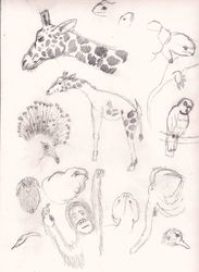 Zoo Sketches 1