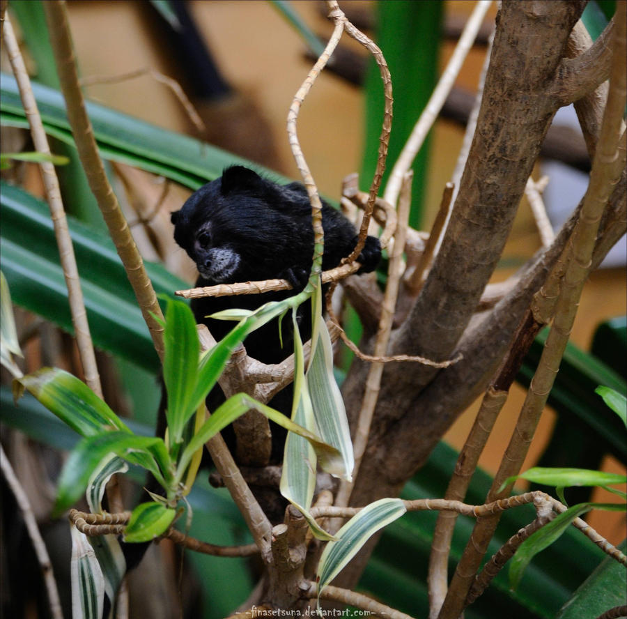 mini affe by FinaSetsuna on DeviantArt