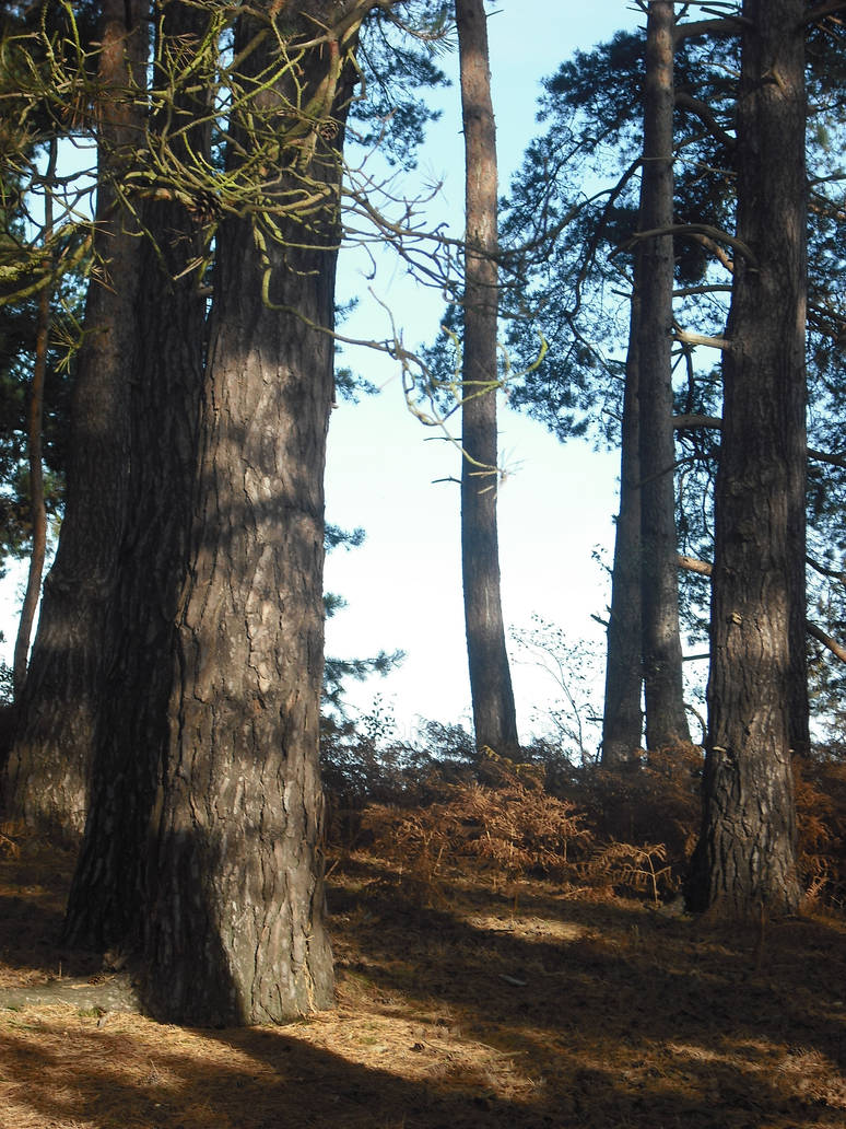 Warren Tree Warren trees by NagatoYuuki on DeviantArt