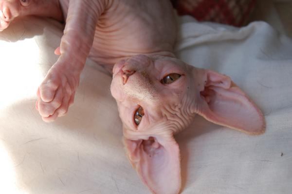 Scaramouche Sphynx Kitty