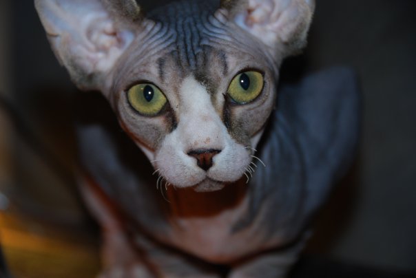 Nohaira Sphynx