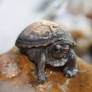 Mud Turtle