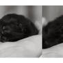 Newborn Kitten