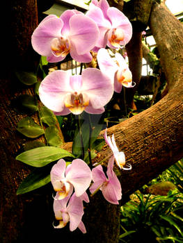 Orchid