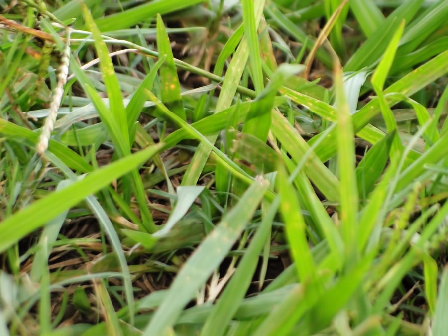 Grass_Tex