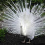 peafowl_stock_3