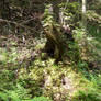 Forest stock_21