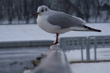 Seagull stock_3