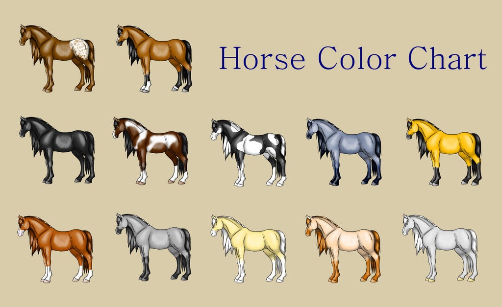 Paint Horse Color Chart A Comprehensive Guide To Common Horse Coat