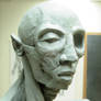 Head Ecorche Muscle