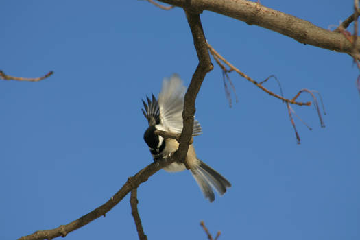 Bird on the branch