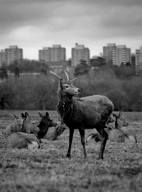 Deer in Richmond Park I