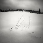Grass in Snow by Jez92