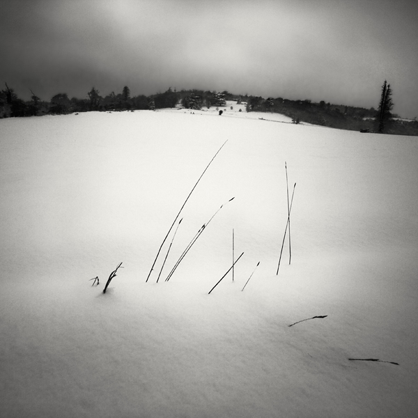 Grass in Snow