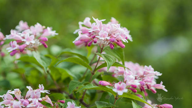 Pink Flower