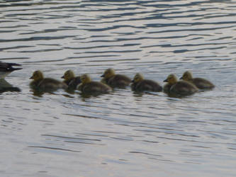 Goslings