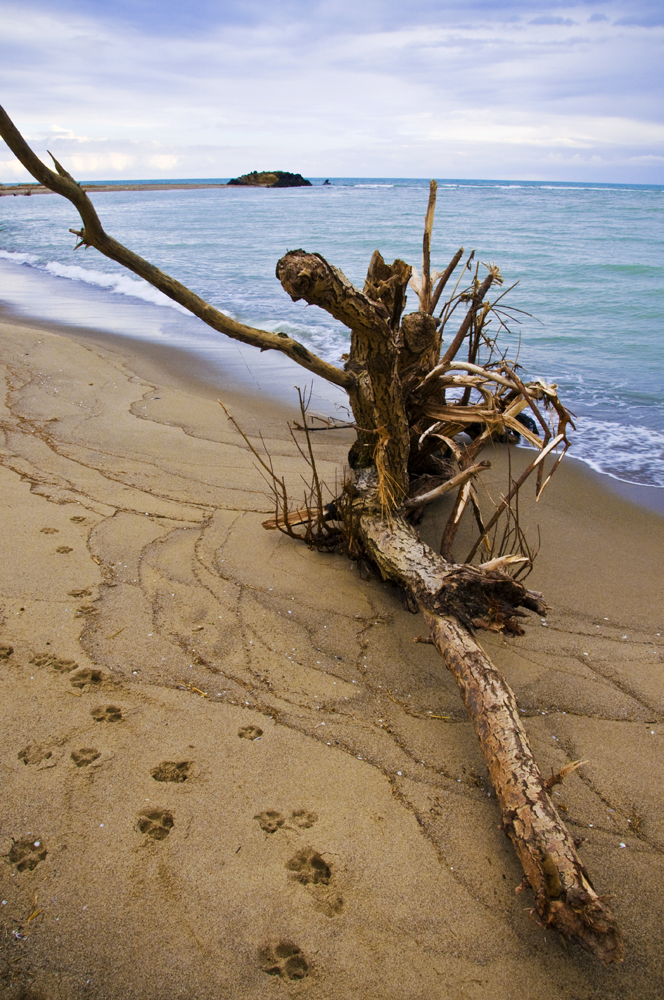 Wood in the beach