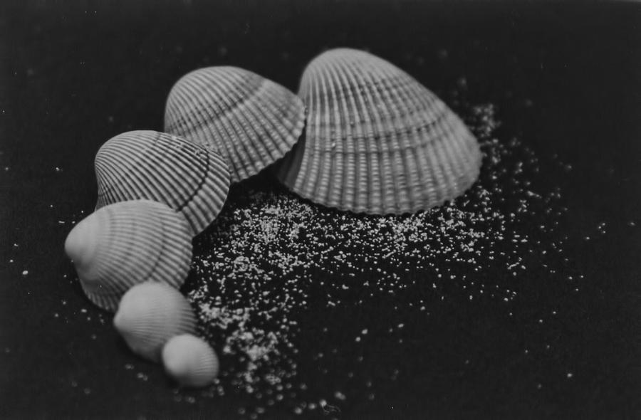 Cockle Shells 2 by Sparklish on DeviantArt