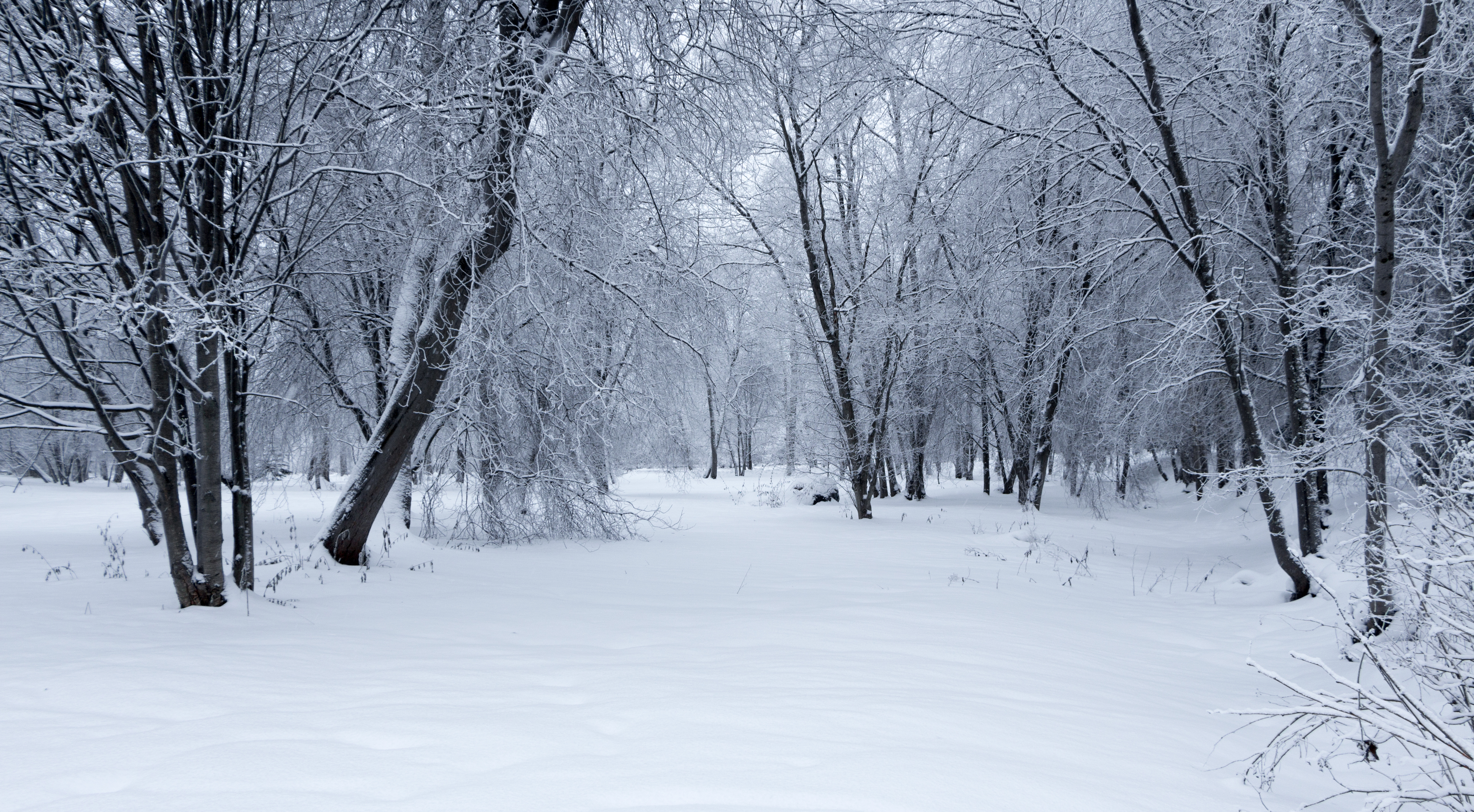 Winter Landscape