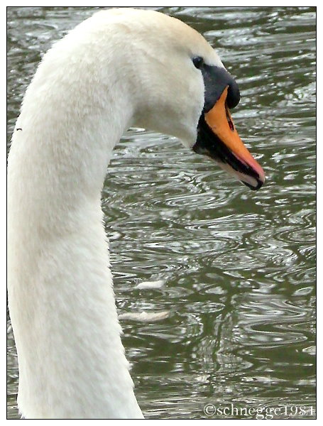 swan 02