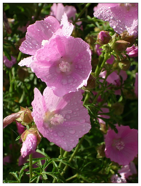 Water drops on Flower 1