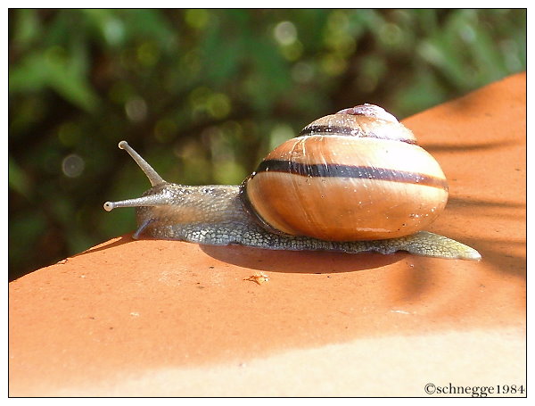 Snail