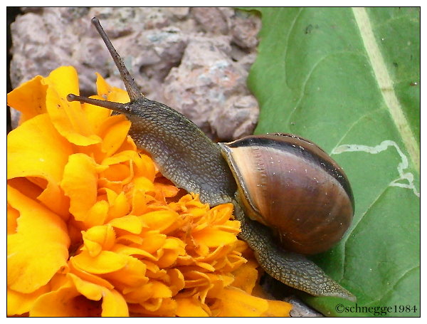 Snail 2