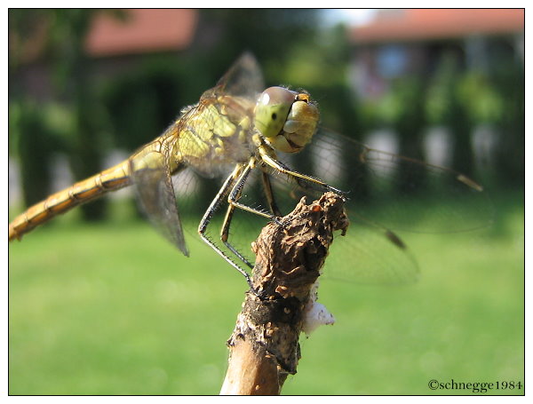 Dragonfly