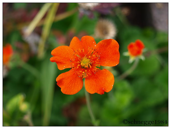 Red Flower 1