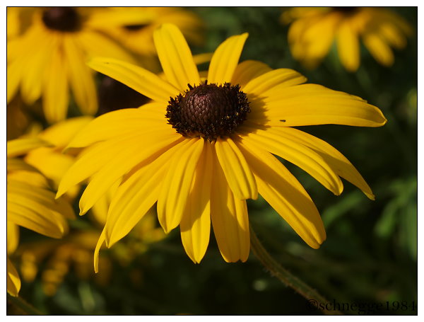 Yellow Flower 2