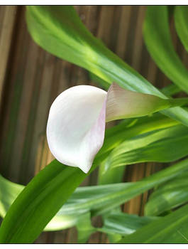 Calla 2