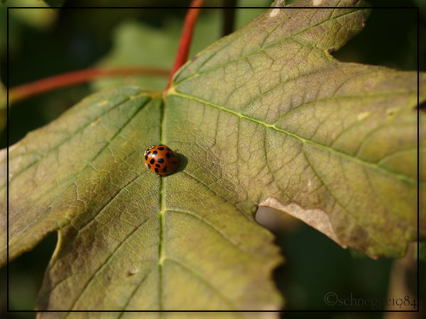 Ladybug 03