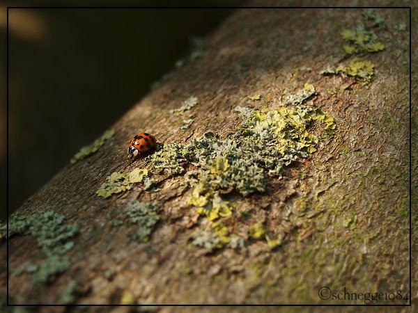 Ladybug 04