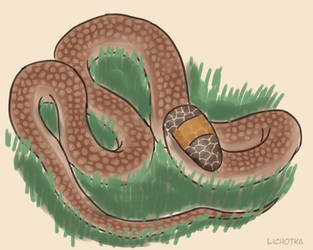 Animal of November 2015: Orange-naped snake by lichotka