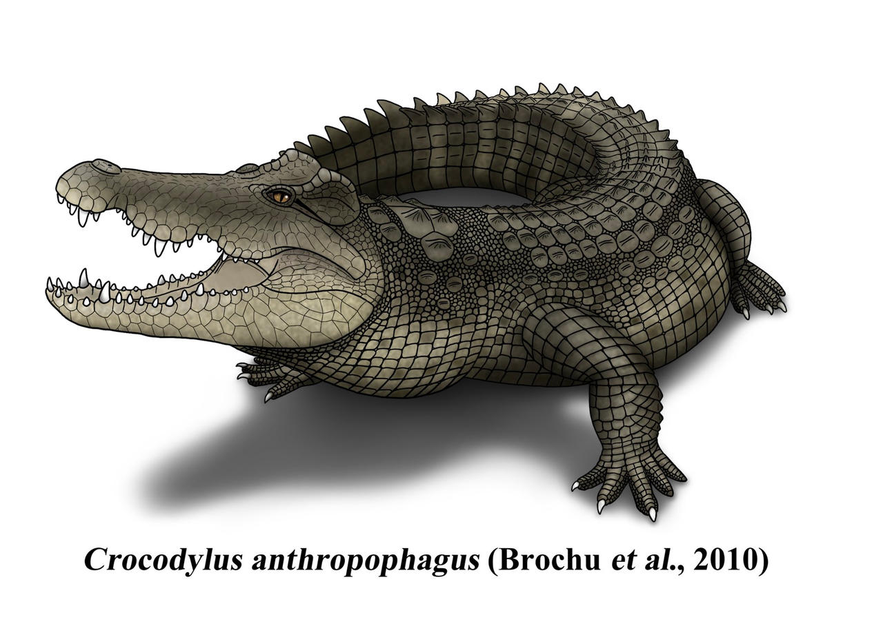 Crocodylus anthropophagus by Metasuchus on DeviantArt
