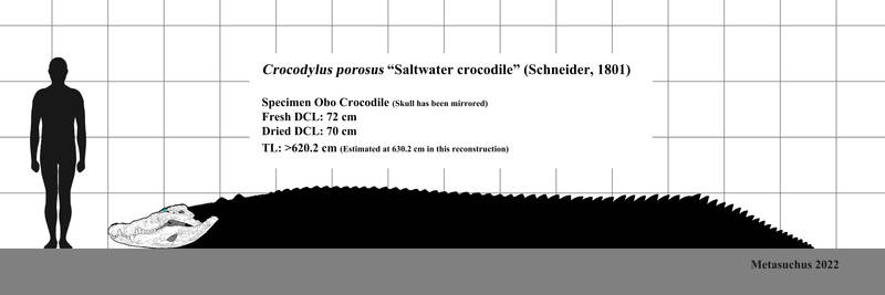 Obo crocodile, the largest verified Crocodile