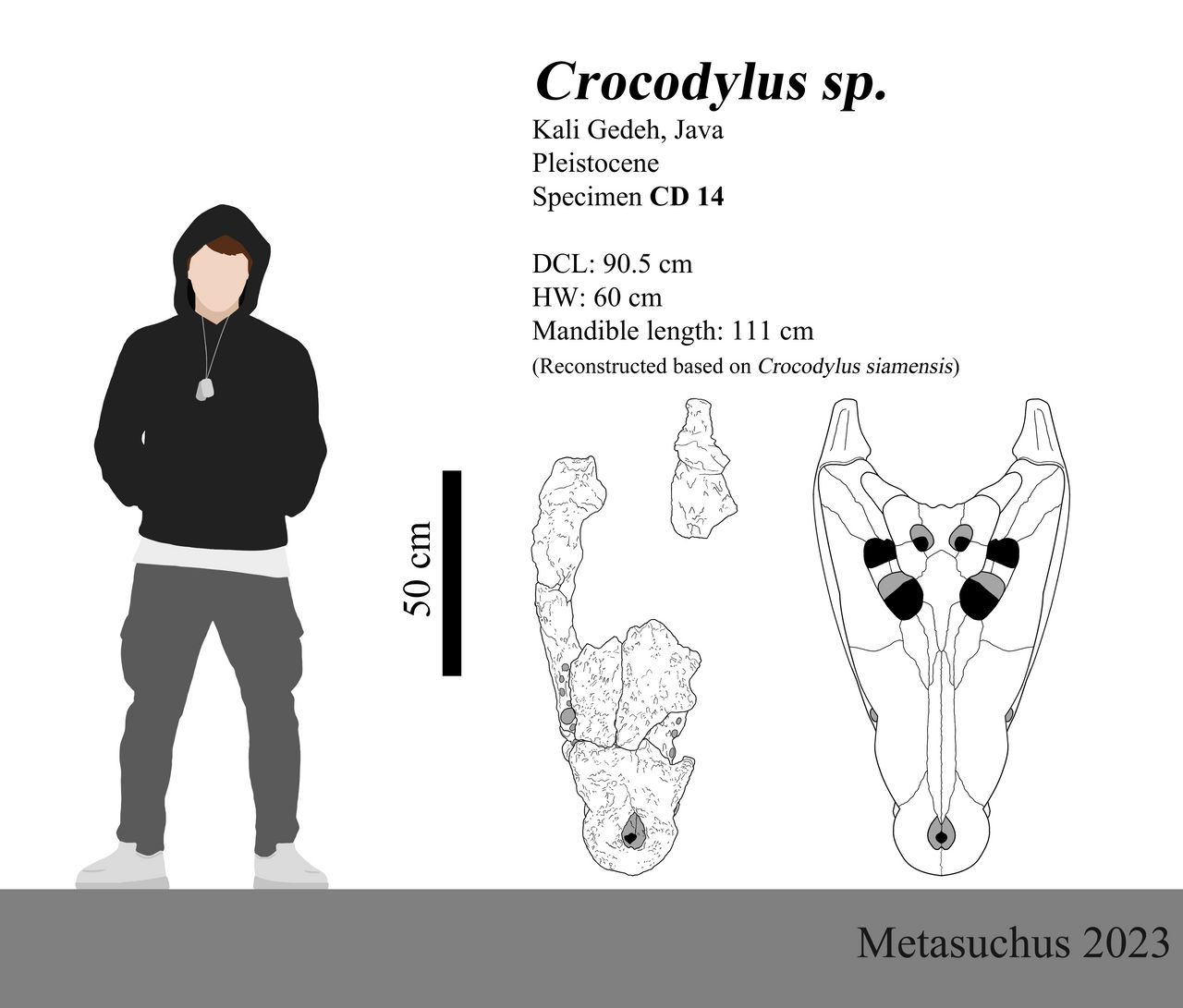 Huge Crocodylus skull from Pleistocene of Java by Metasuchus on DeviantArt