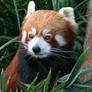 Red Panda