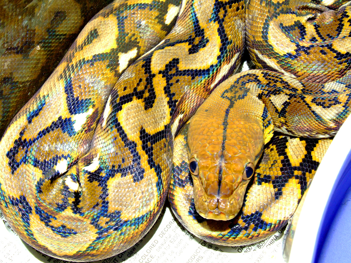 Super-Dwarf Retic by pitbulllady on DeviantArt