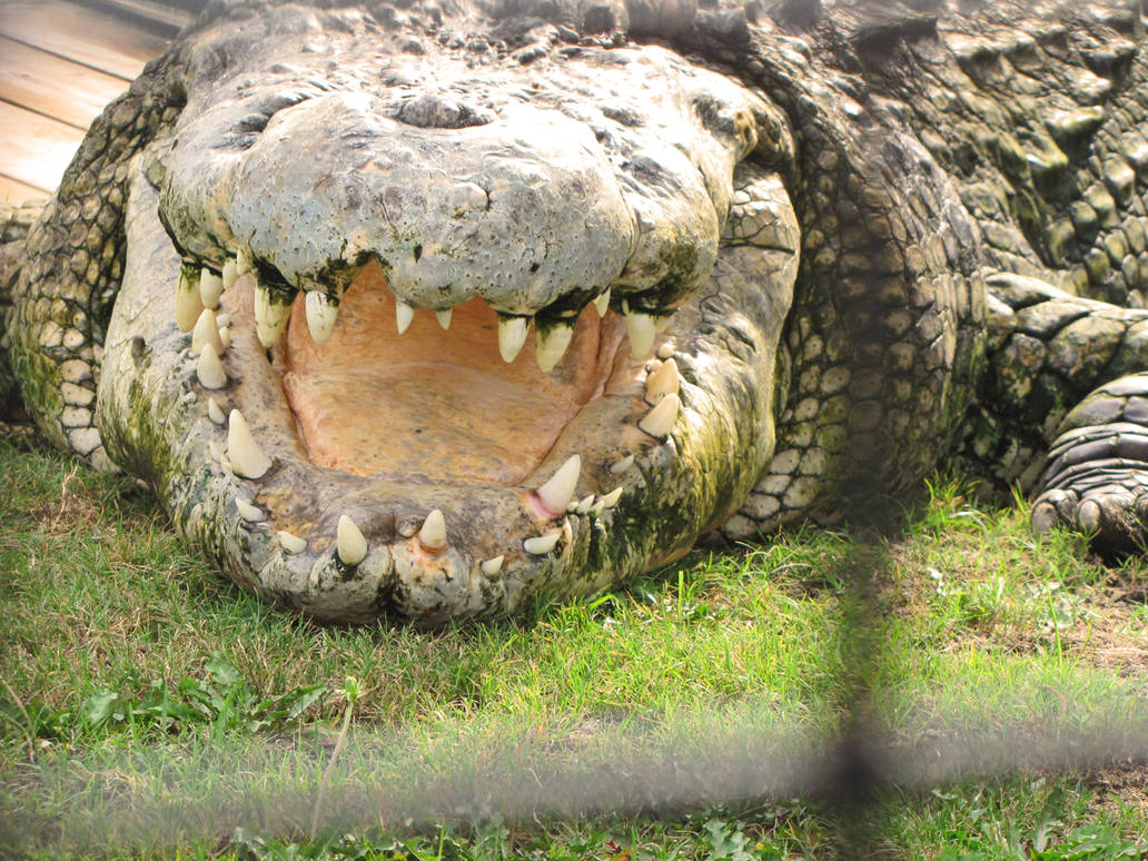 Praiz Mi Asake 𝕏 🤦🏽‍♂️ on X: Crocodile chop Crocs 😂😂   / X