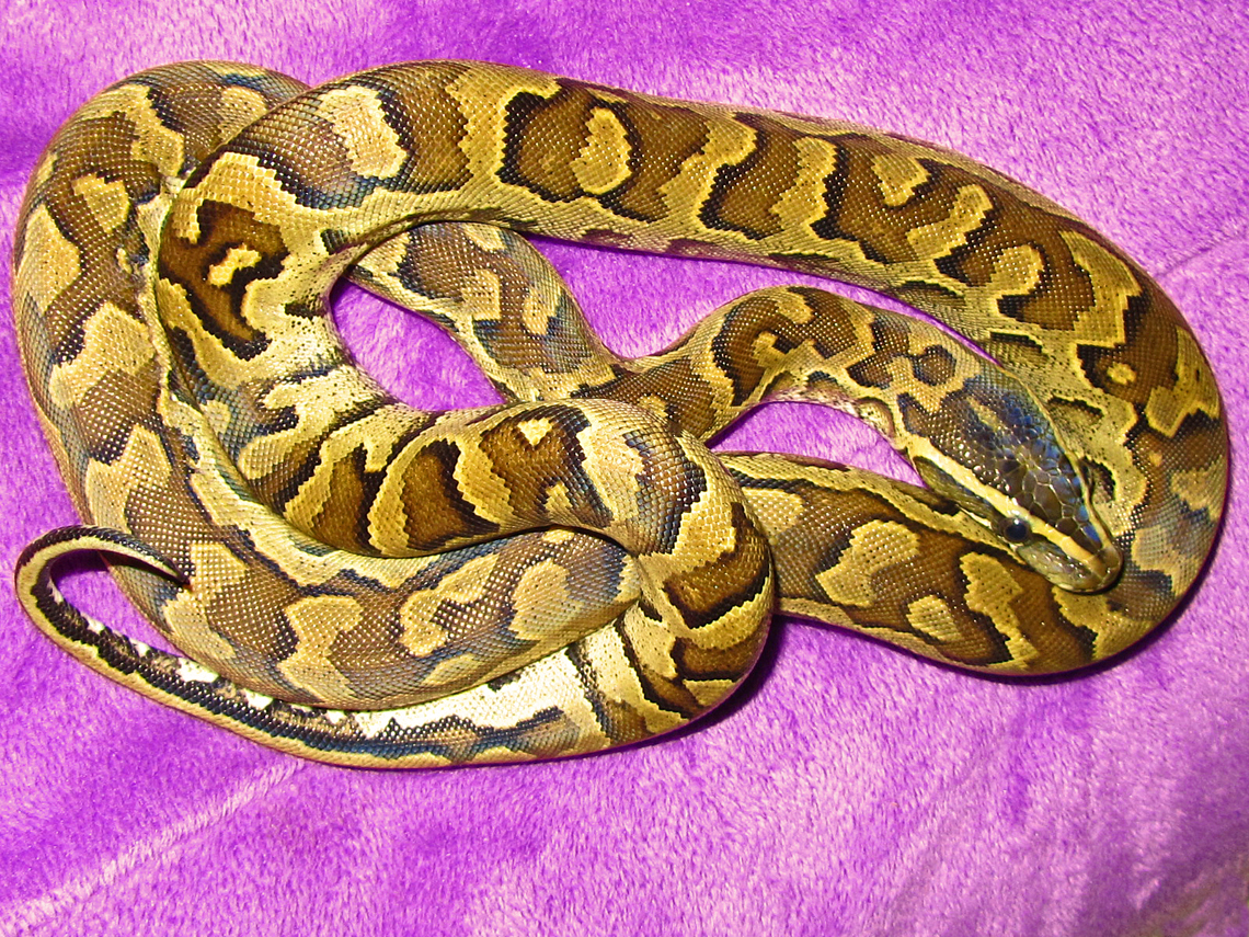 Python sebae sebae by pitbulllady on DeviantArt