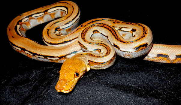 Genetic Striped Retic