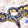 Pastel Ball Python