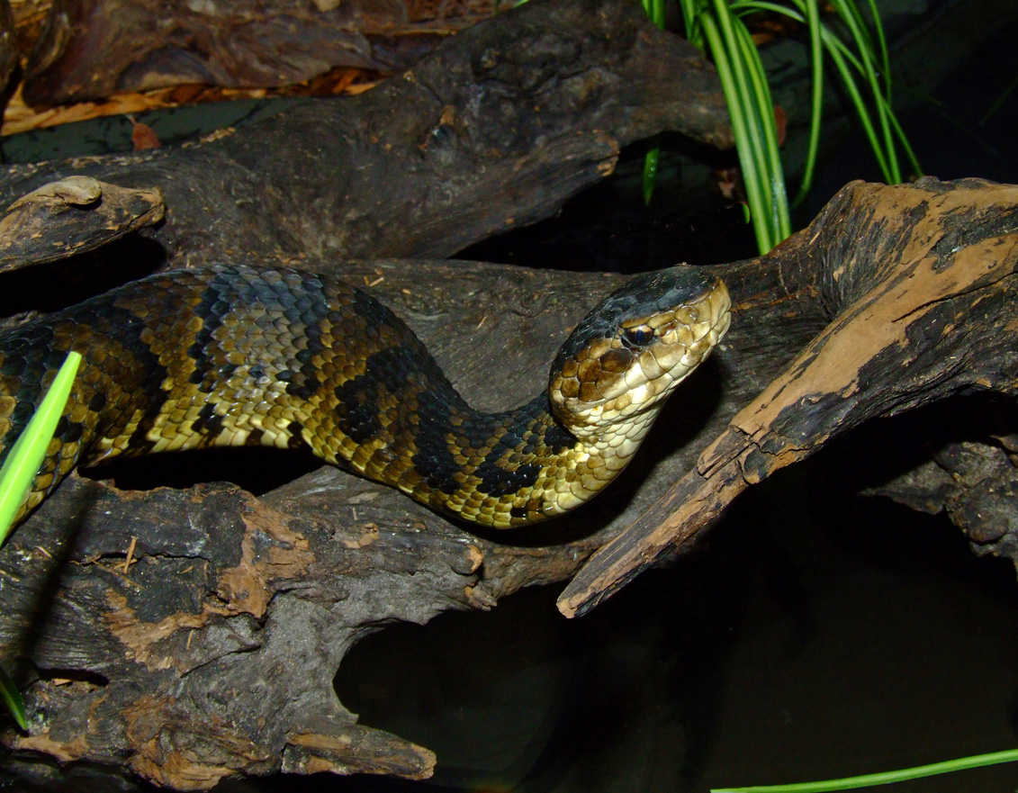 Eastern Cottonmouth