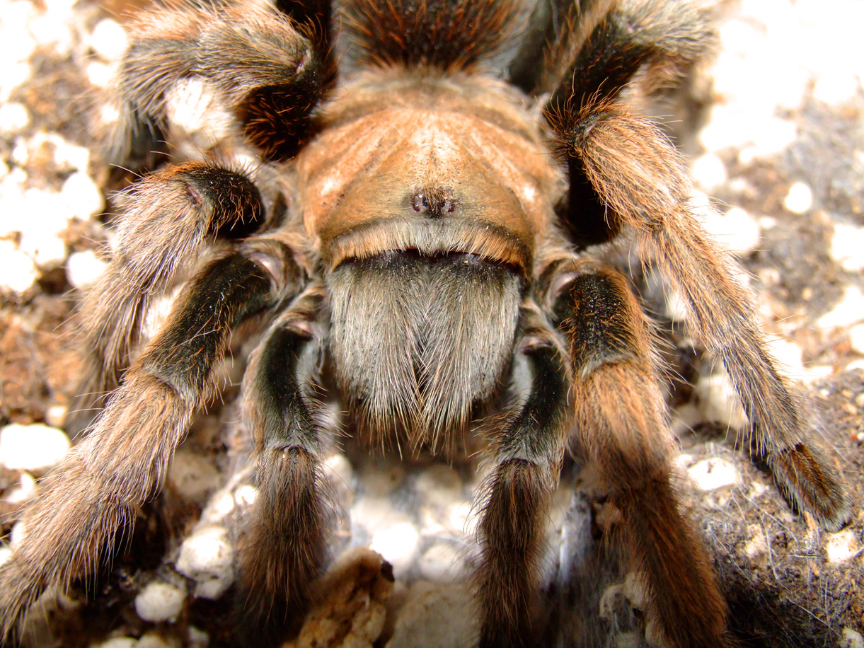 A. chalcodes Face