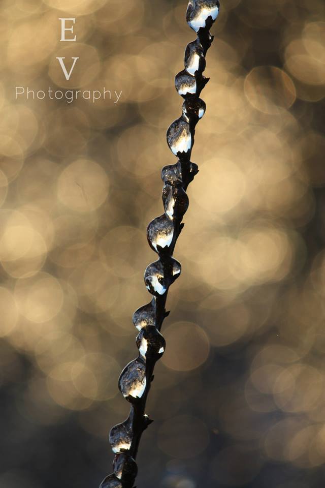 Frozen Bokeh Tree