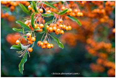 Autumn Berries