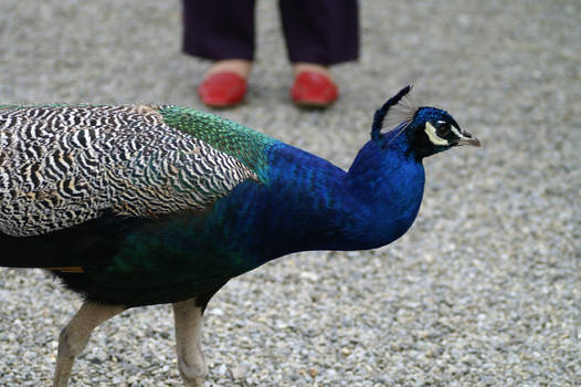 Peacock crossing