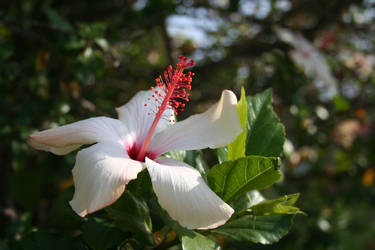 White and Red Flower